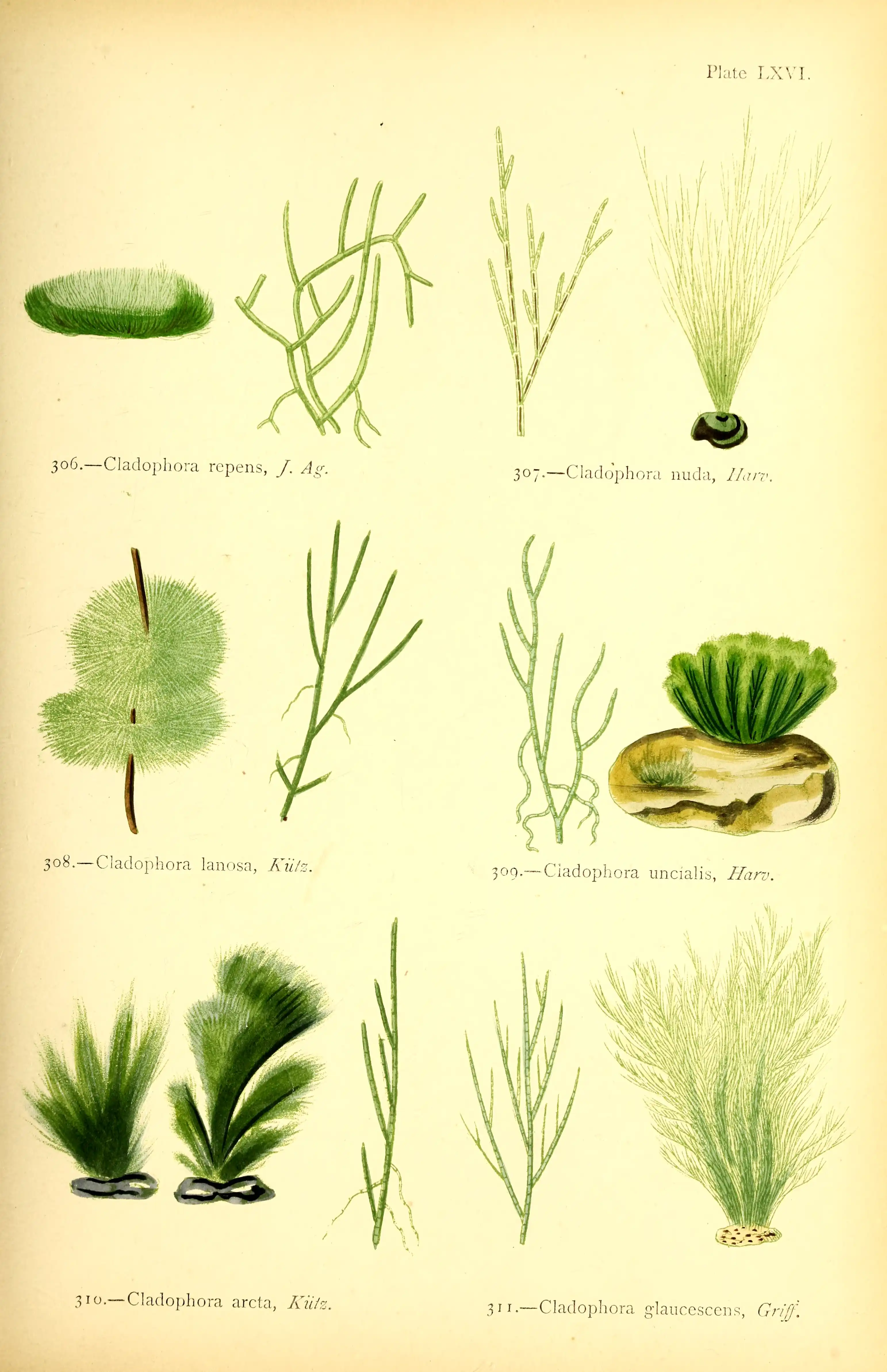 A botanical plate on pale paper depicting six green species of Cladophora in branching and tufted forms